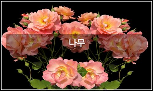 오늘의 이미지