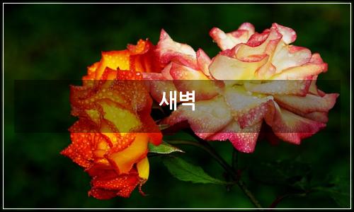 오늘의 이미지