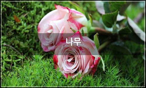 오늘의 이미지